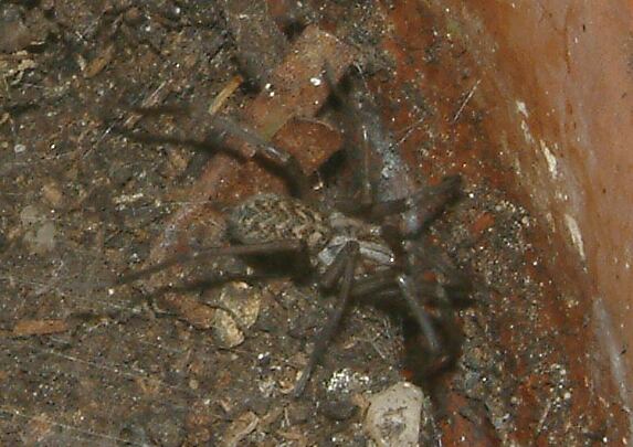fette Spinne